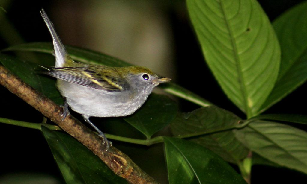 Canivet's Emerald Hummingbird - Retired In Costa Rica