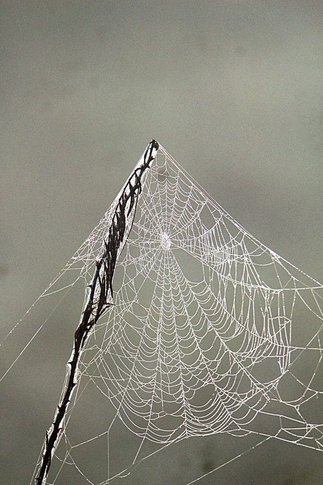 The Miracle of Spiderwebs